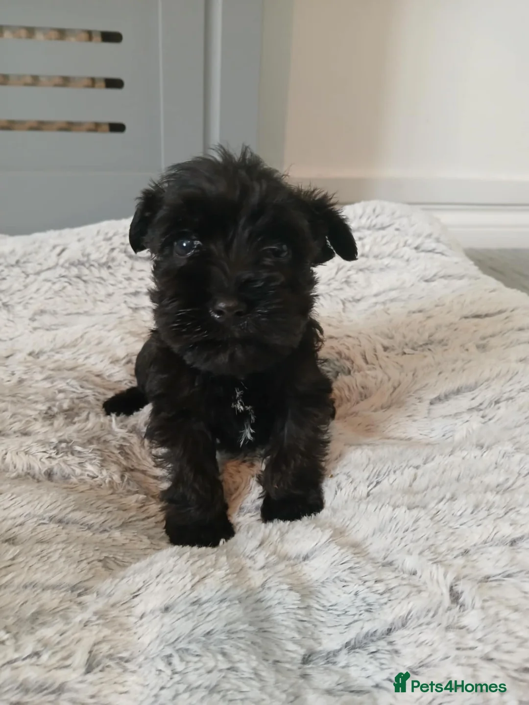 Miniature Schnauzer dogs for stud: KC reg Miniature Schnauzer Proven 'super' Stud  in Cockermouth - Advert 12