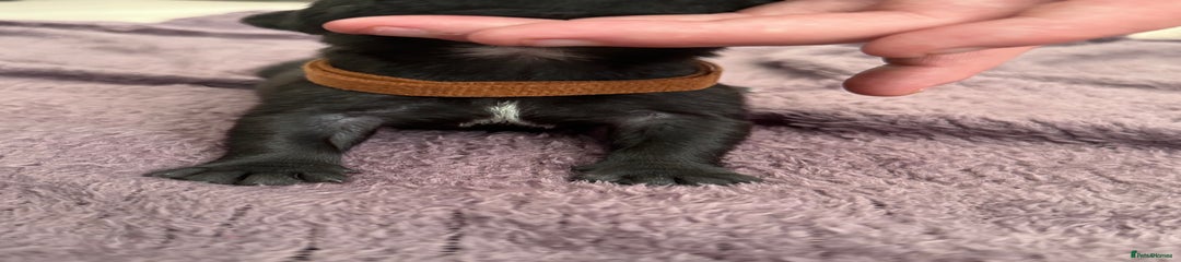 Staffordshire Bull Terrier Puppy 4