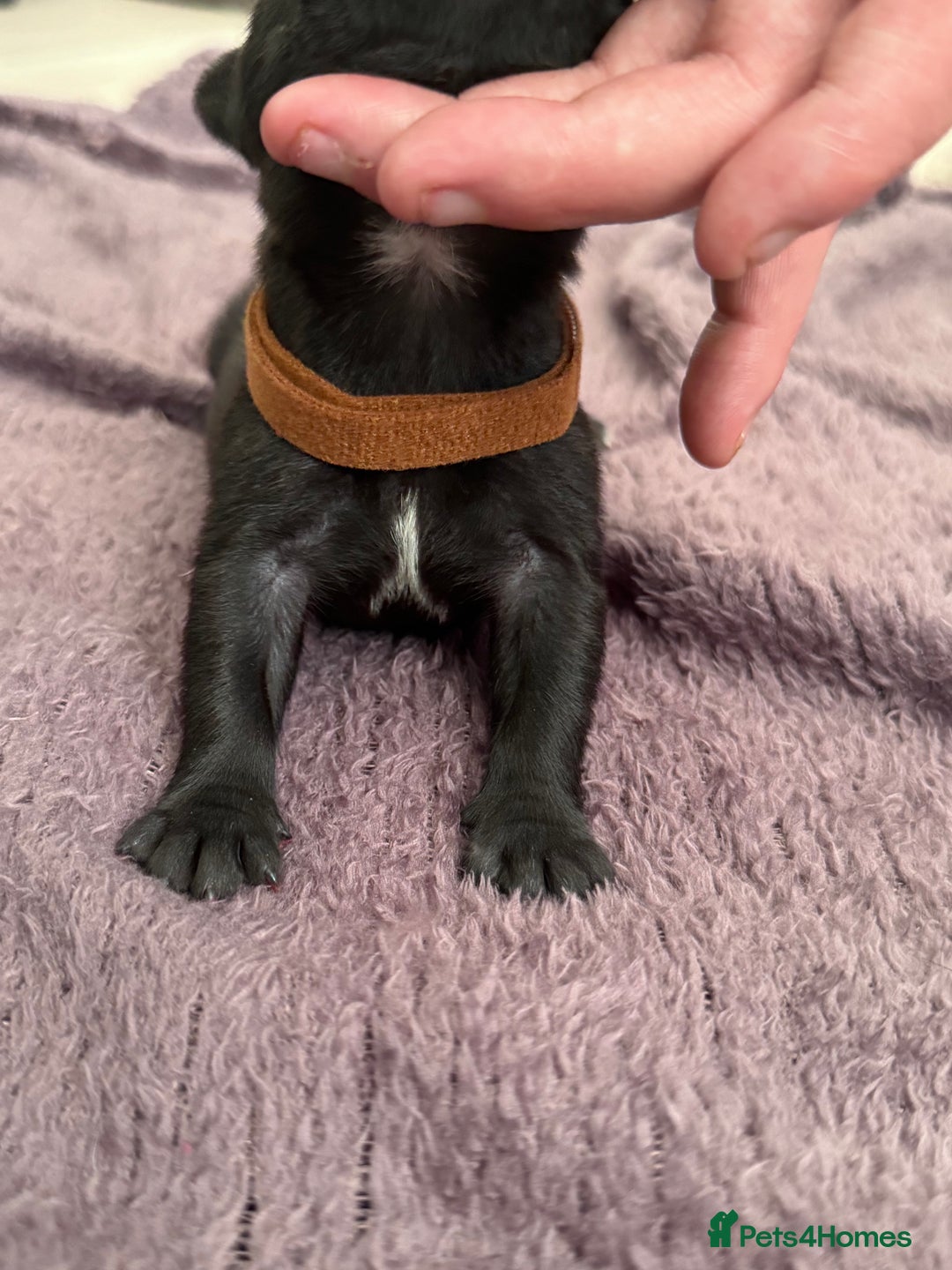 Staffordshire Bull Terrier dogs for sale: Staffys Puppies   25+ Champions ( Show Quality ) - Advert 14
