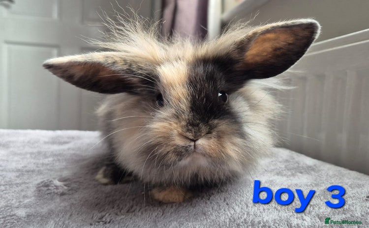 Mini Lion Lop rabbits 3 boys 2 girls Lion lops 5 left available  - Advert 2
