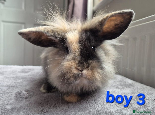 Mini Lion Lop rabbits 3 boys 2 girls Lion lops 5 left available - Advert 3