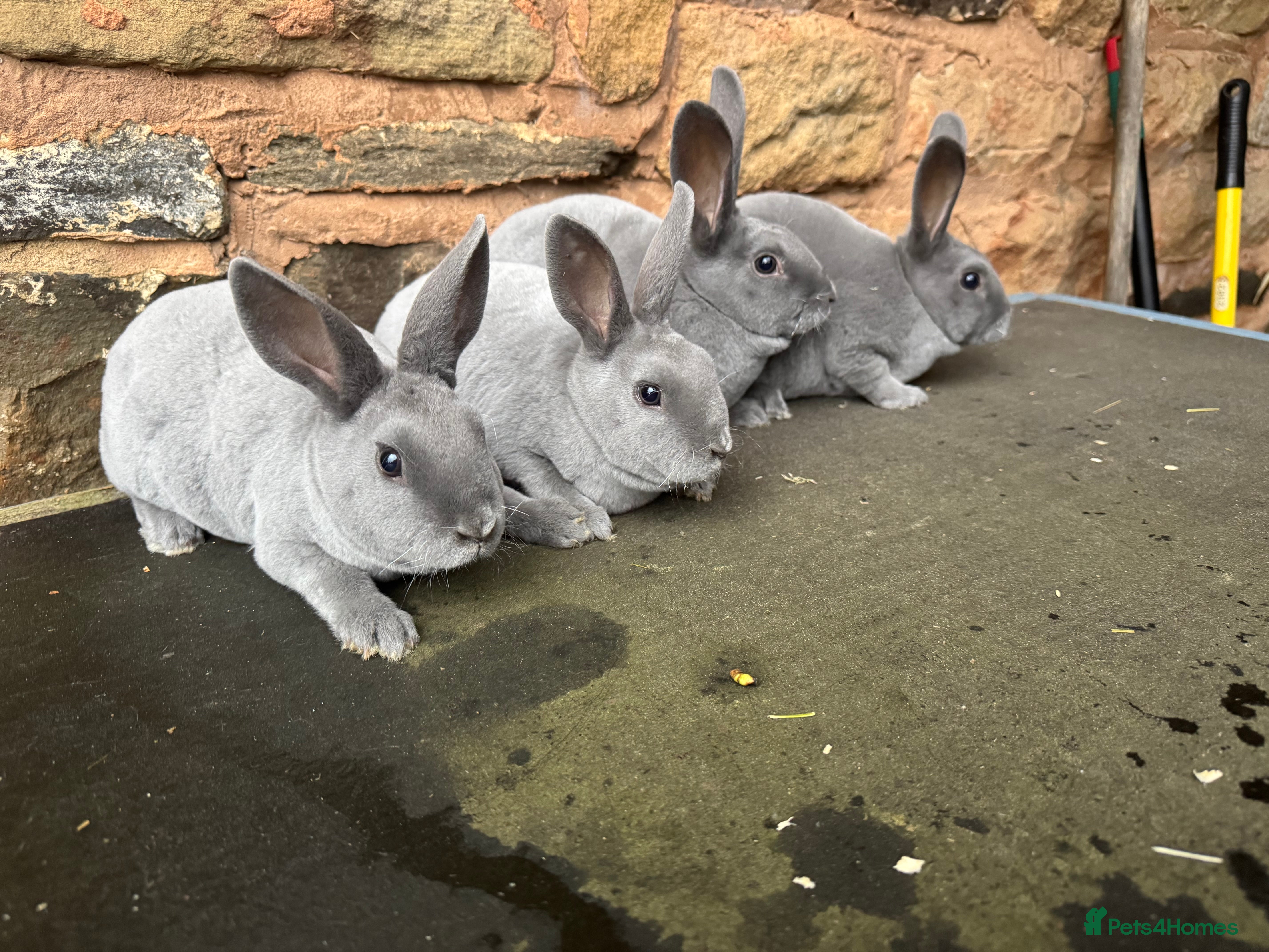 Rex rabbits Stunning blue Rex rabbits for sale  - Advert 16