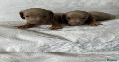 Miniature Dachshund dogs - Advert 11