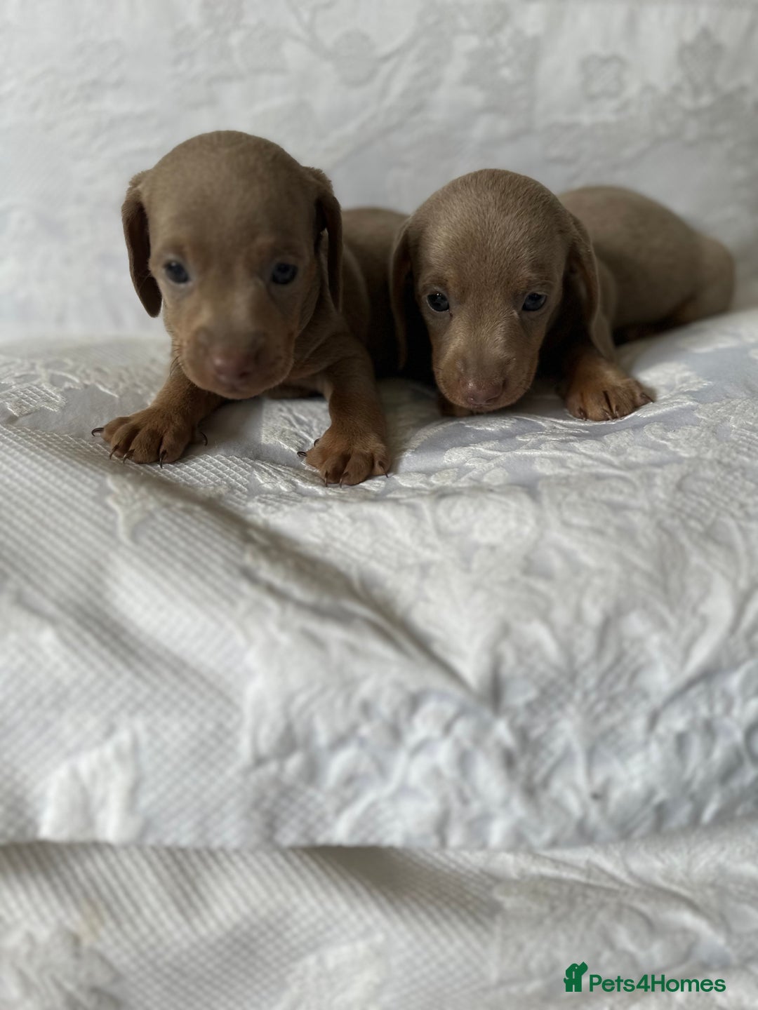 Miniature Dachshund dogs for sale: KC  miniature  dachshunds  - Image 5