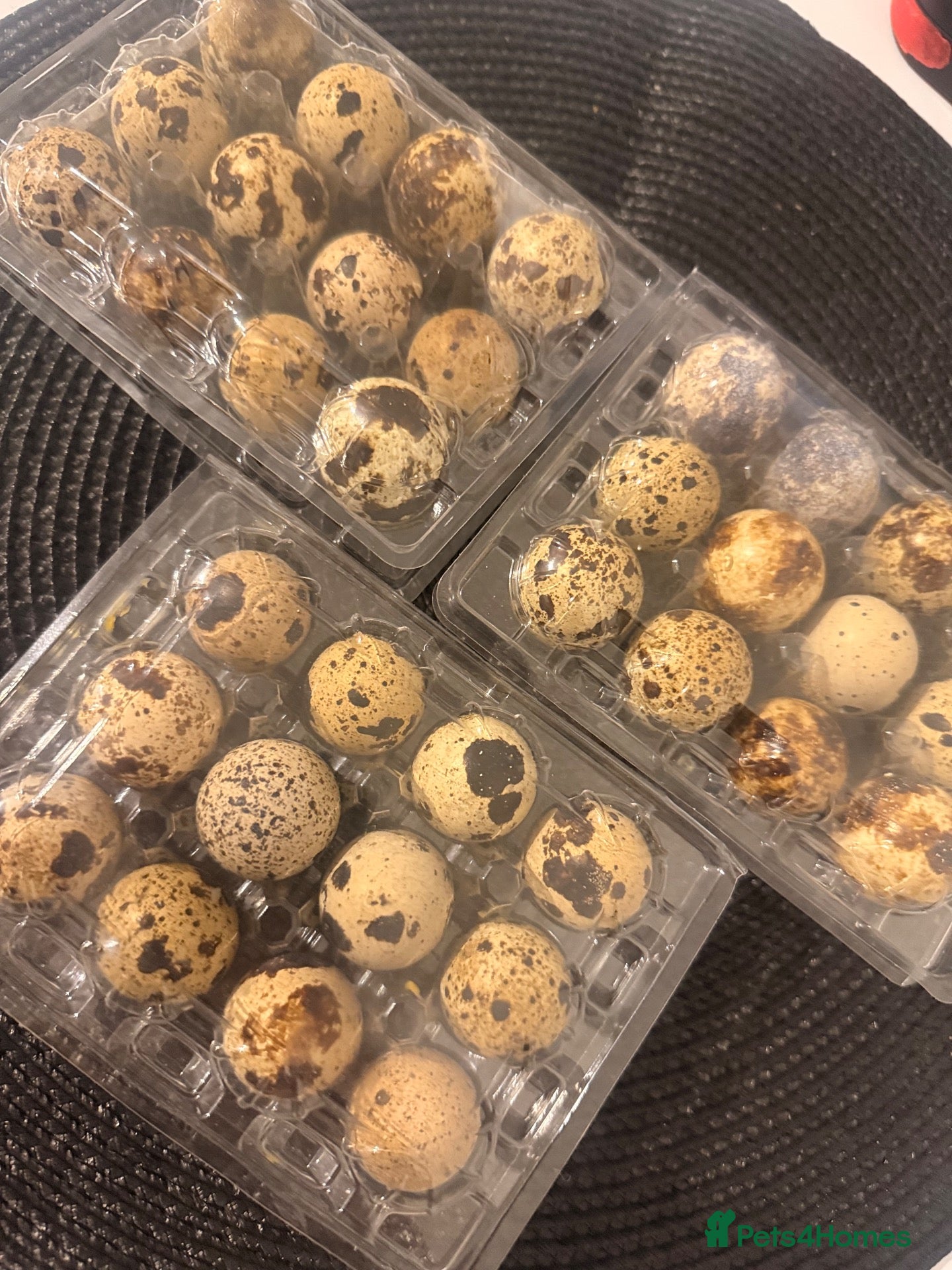 Quail poultry 🐣 FERTILE JUMBO COTURNIX QUAIL EGGS –BOXES OF 12  - Advert 4