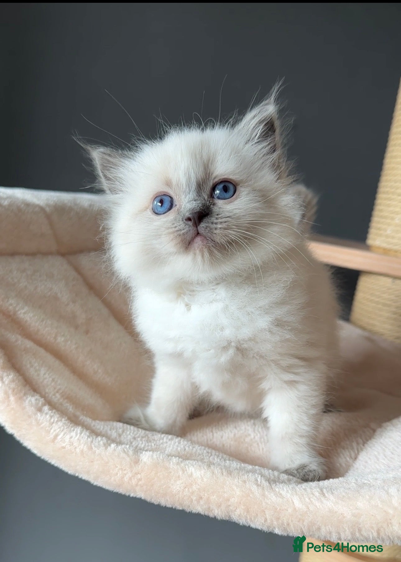 Ragdoll cats for sale: Ragdoll Kittens GCCF & Health Tested  - Advert 23