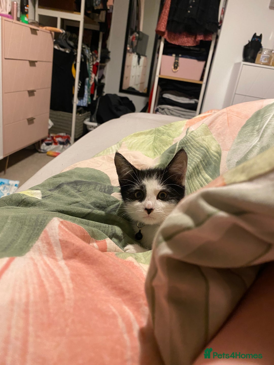 Domestic Shorthair cats for sale: 4/5 month kitten  - Advert 6