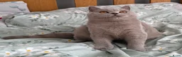 British Shorthair cats for sale: 🏆GCCF Registered BSH Active Lilac Girl🏆 - Advert 6