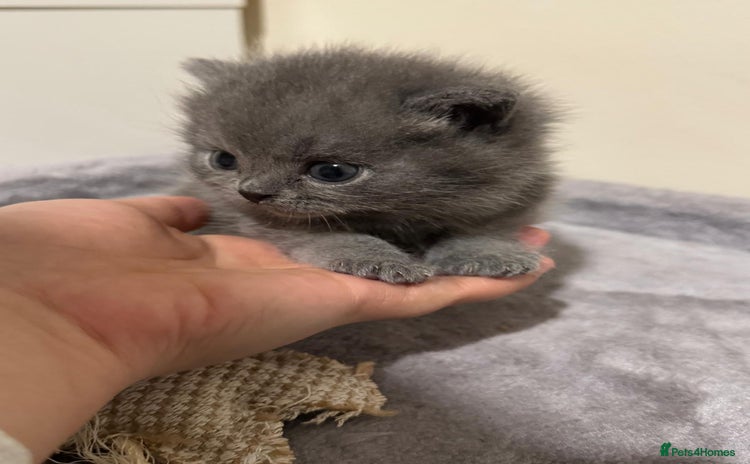 British Shorthair cats - Advert 10