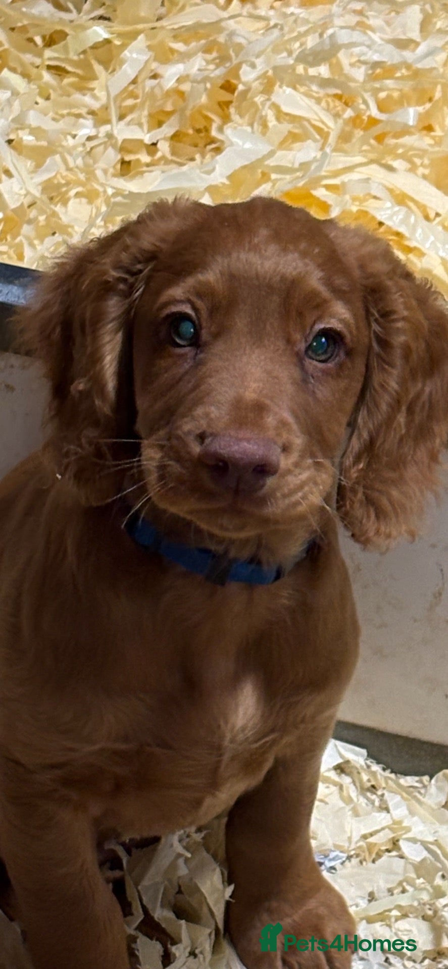 Cocker Spaniel dogs Fully inoculated working cocker spaniel puppies - Advert 6