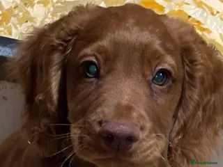 Cocker Spaniel dogs Fully inoculated working cocker spaniel puppies - Advert 6