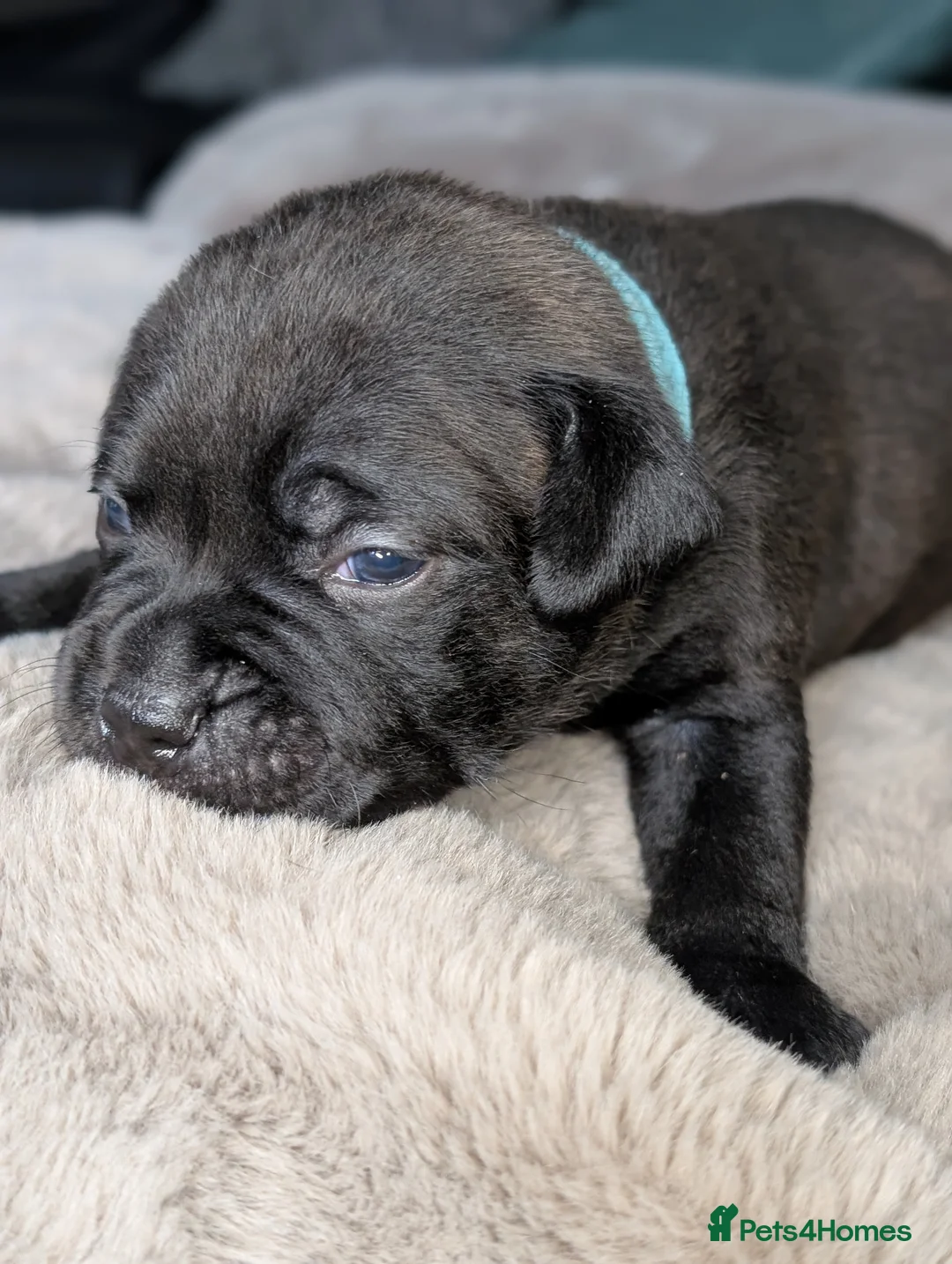 Staffordshire Bull Terrier dogs for sale: **CHAMPION VALGLO BLOODLINE STAFFORD LITTER** - Advert 13