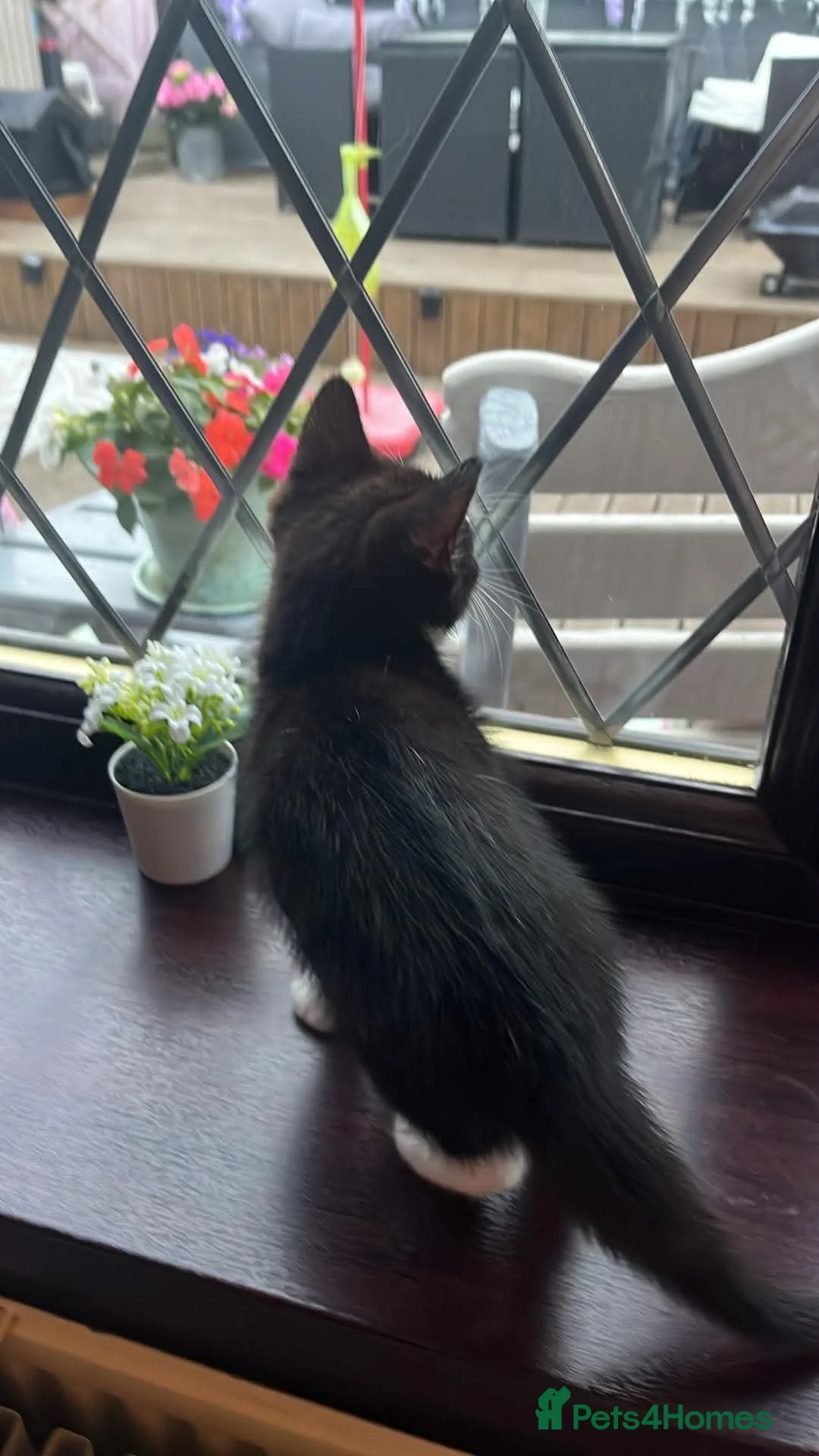 Domestic Shorthair cats for sale: Female tabby cat  in Ripley - Advert 4