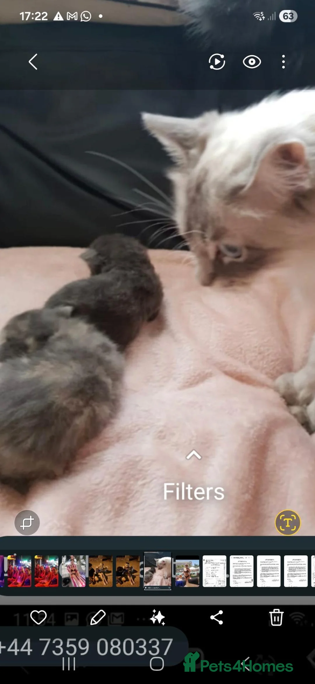 Mixed Breed cats for sale: Ragdoll cross maincoon kittens  - Advert 11