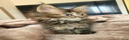 Maine Coon cats for sale: Xl Maine coons for sale  - Advert 11