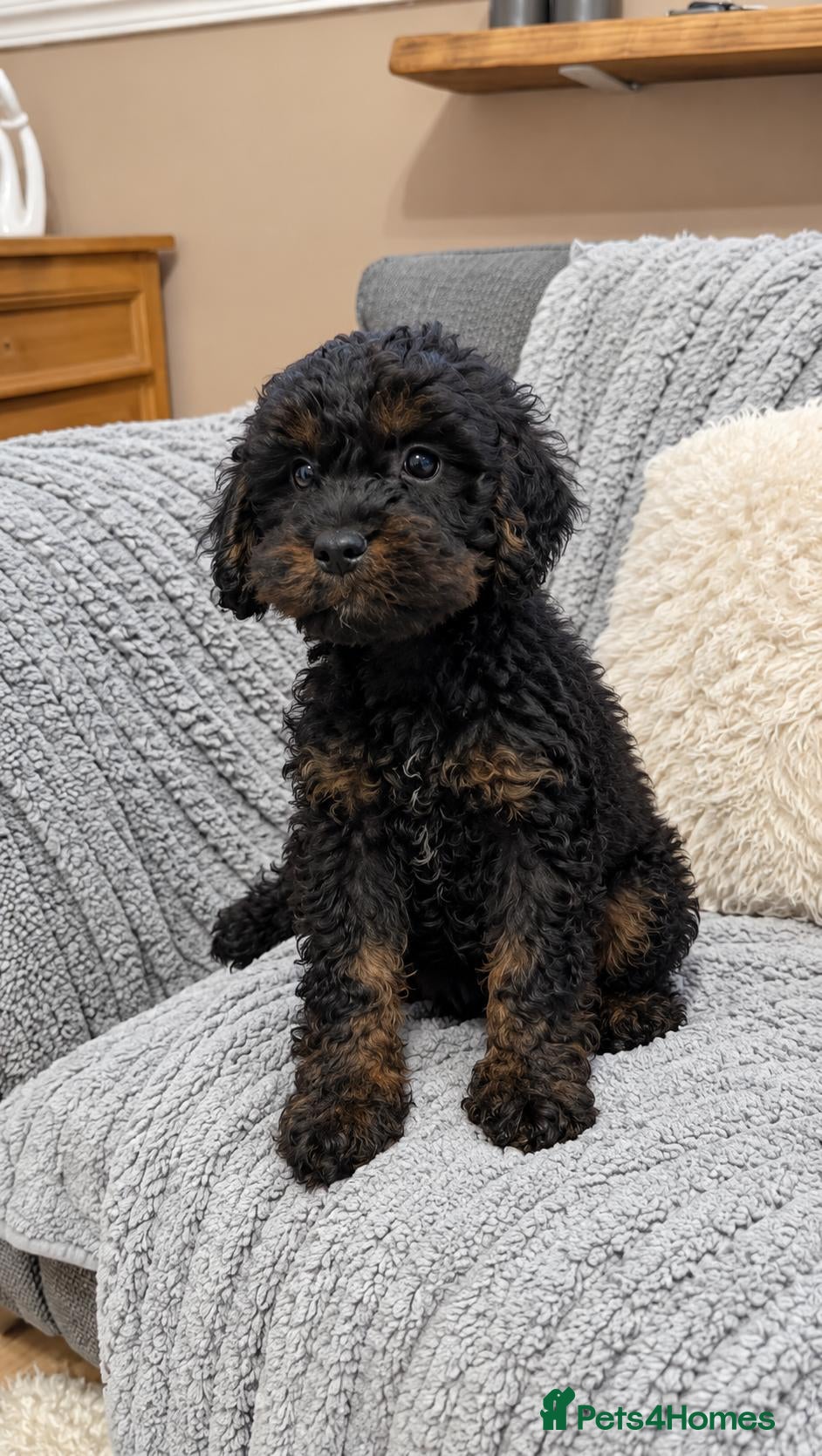 Cavapoo dogs READY NOW F1 Cavapoo Puppies - Advert 1