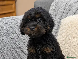 Cavapoo dogs READY NOW F1 Cavapoo Puppies - Advert 1