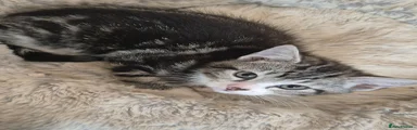 Mixed Breed Kitten 1