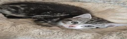 Mixed Breed cats for sale: Tabby Bengal - Advert 2