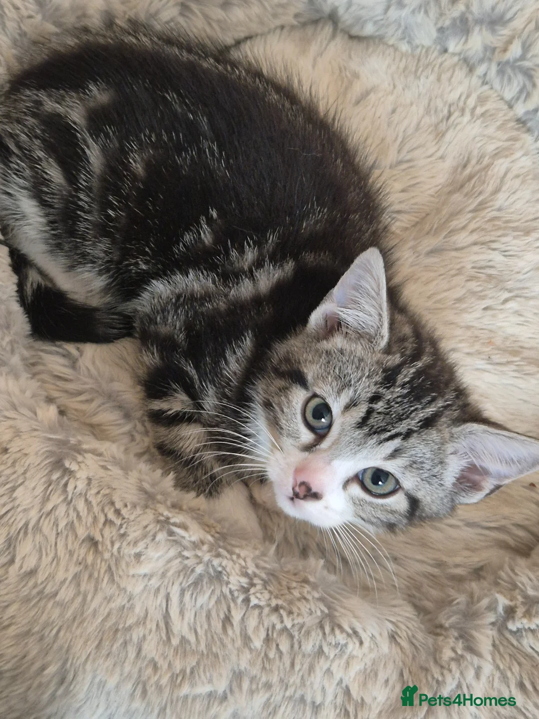 Mixed Breed cats for sale: Tabby Bengal - Advert 2