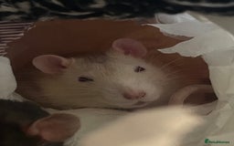 Rat rodents for sale: Rats need rehoming!! - Image 2