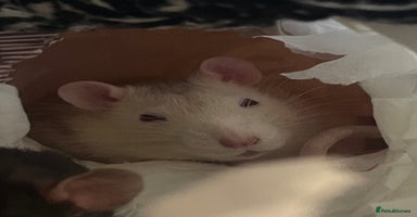 Rat rodents - Advert 5