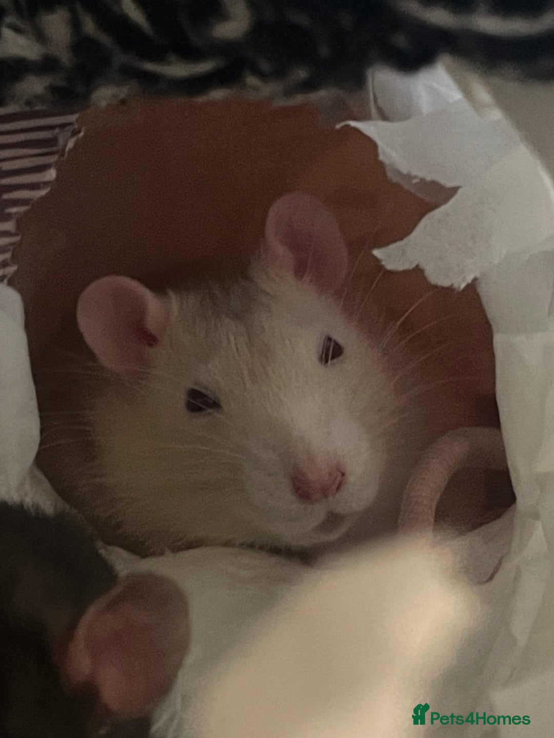 Rat rodents for sale: Rats need rehoming!! - Image 2