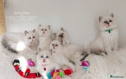 Ragdoll cats for sale: Beautiful Ragdoll kittens 😻😻😻 - Image 6