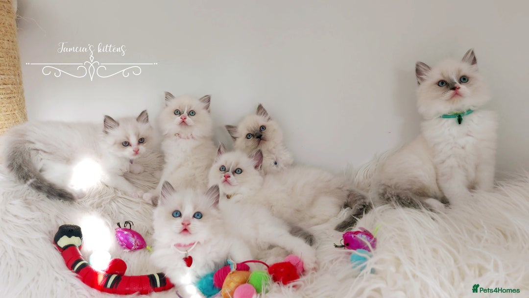 Ragdoll cats for sale: Beautiful Ragdoll kittens 😻😻😻 - Image 6