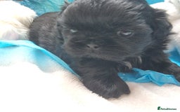 Shih Tzu dogs for sale: Kc reg stunning very tiny babies boys/girls - Image 19
