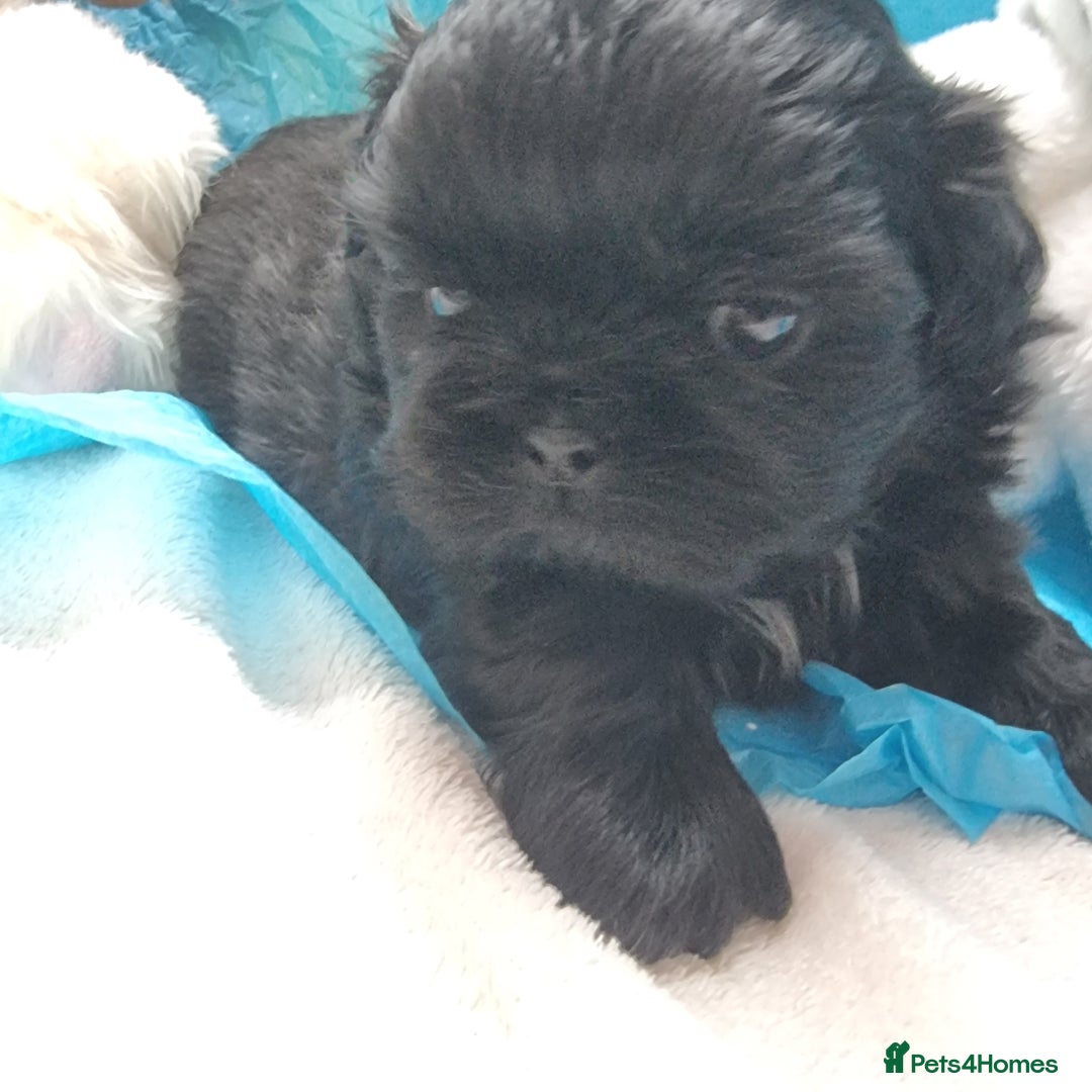 Shih Tzu dogs for sale: Kc reg stunning very tiny babies boys/girls - Image 19