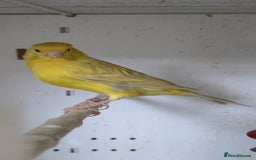 Canaries birds for sale: Canaries  - Image 7