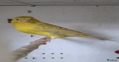 Canaries birds - Advert 5