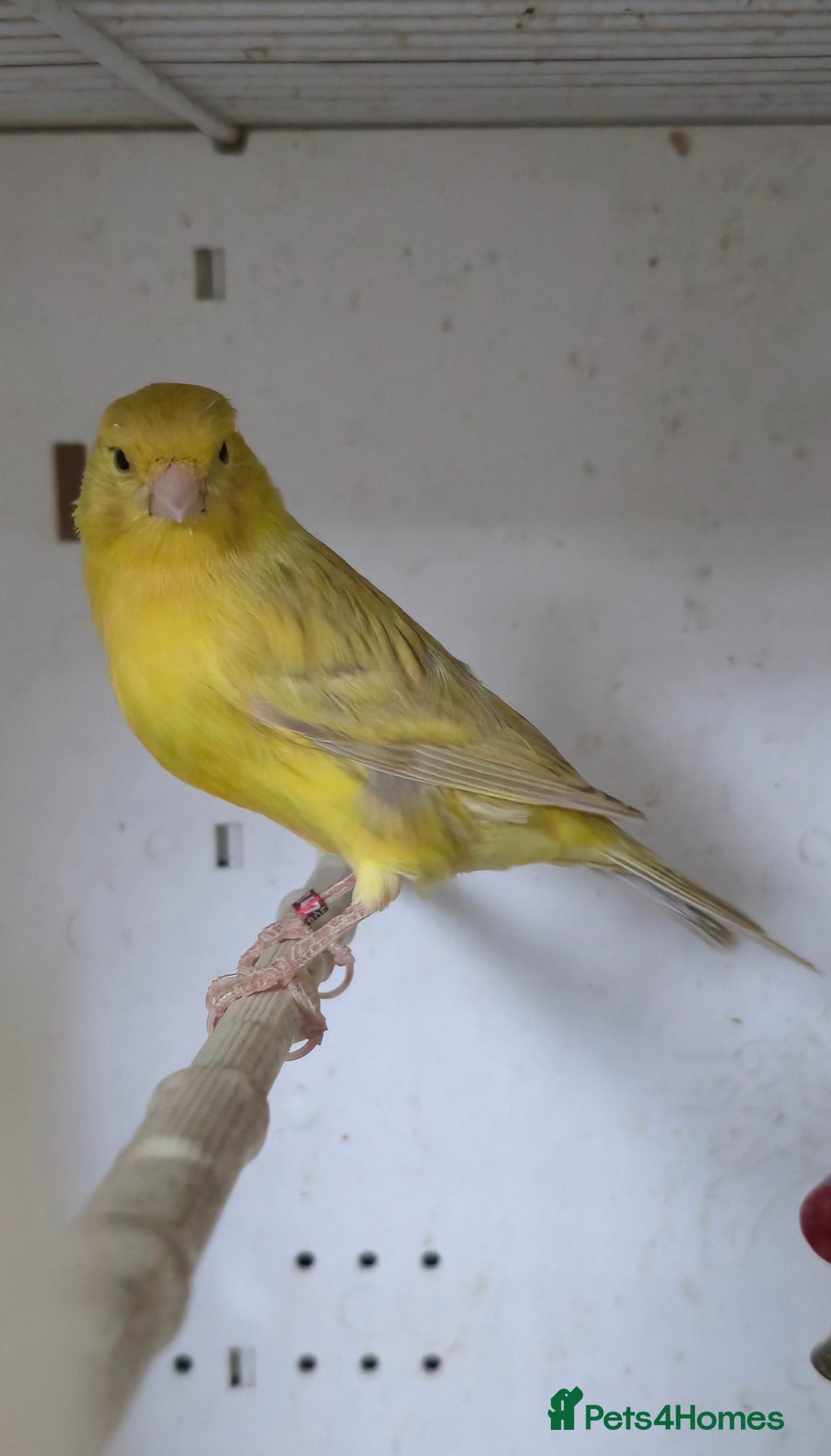 Canaries birds for sale: Canaries  - Image 7