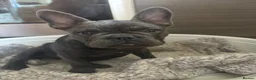 French Bulldog dogs for sale: Beautiful French bulldog girl pup  - Advert 3