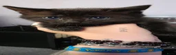 Mixed Breed cats for sale: Beautiful Kittens Looking for Their Forever Homes  - Advert 11