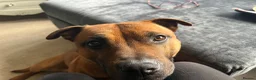 Staffordshire Bull Terrier dogs for stud: Stud my dog  in Lincoln - Advert 8