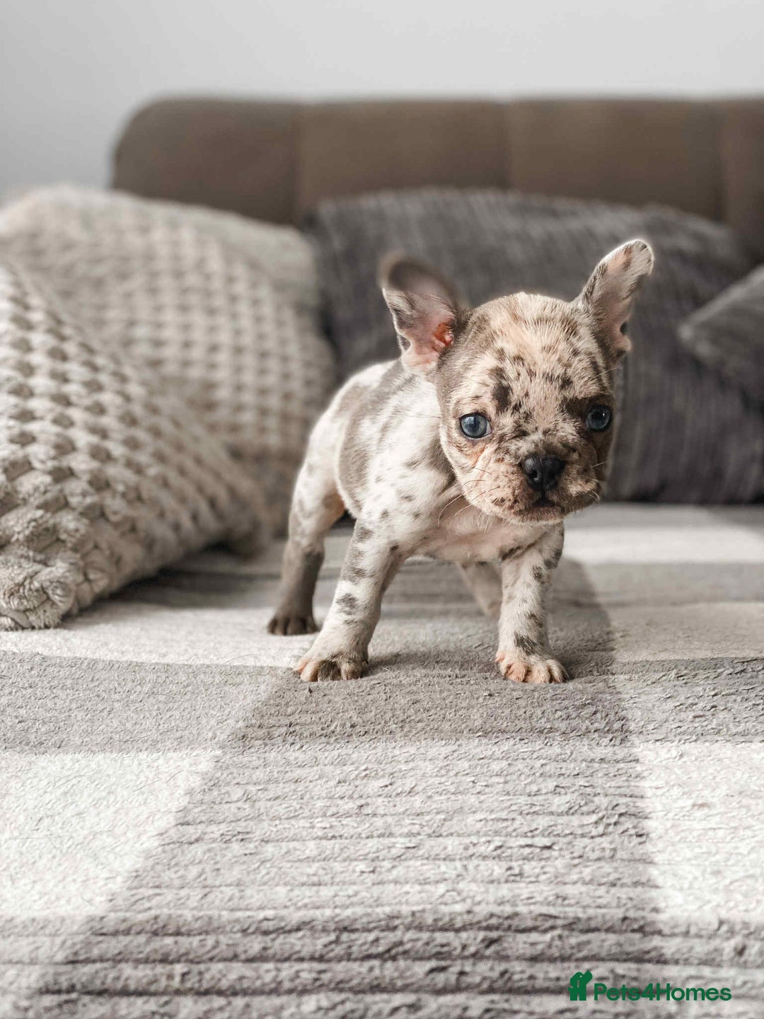 French Bulldog dogs for sale: French bulldog  - Image 4