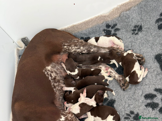 German Shorthaired Pointer dogs KC registered German Shorthair Pointer Puppy - Advert 2