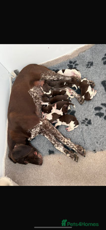 German Shorthaired Pointer dogs - Advert 1