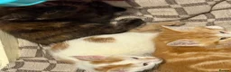 Mixed Breed cats for sale: Kittens  - Advert 5