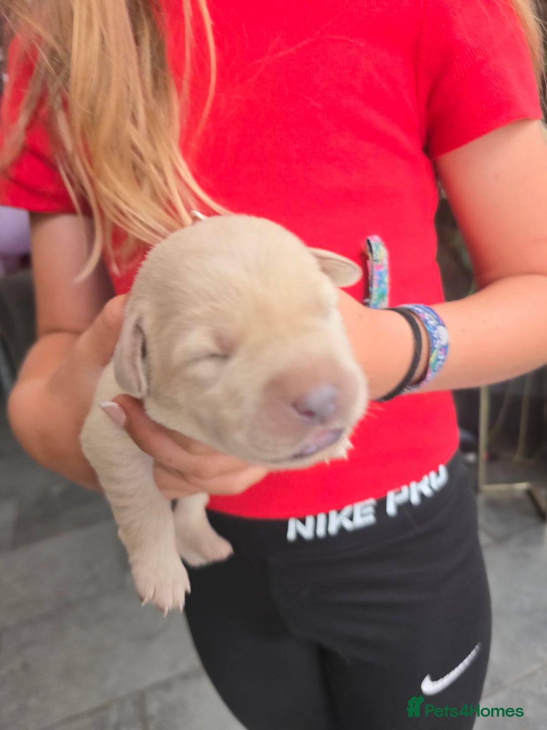 Labrador Retriever dogs for sale: Gorgeous top pedigree charcoal champagne Labrador - Image 7
