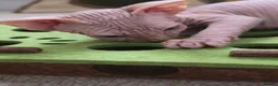 Sphynx cats for sale: 😍✨ LAST ONE! Exceptional Wrinkly Sphynx Boy ✨ in Peterborough - Advert 17