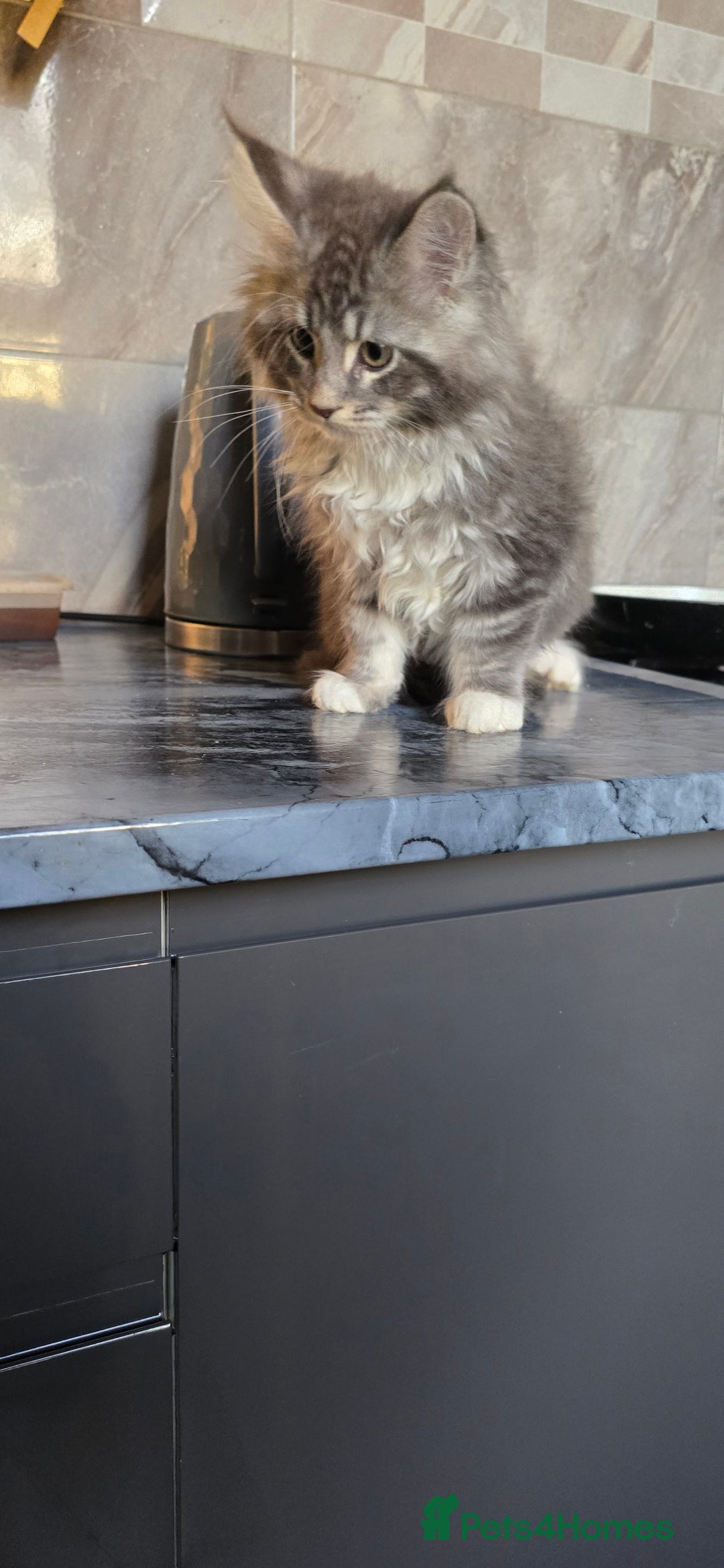 Maine Coon cats for sale: Giant maine coon kittens for sale  - Advert 20