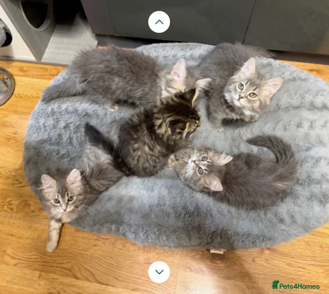 Persian cats for sale: Male Persian long haired cross kitten  - Advert 3