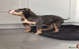 American Bully dogs for sale: Pocket Bully - 8months old - Image 2