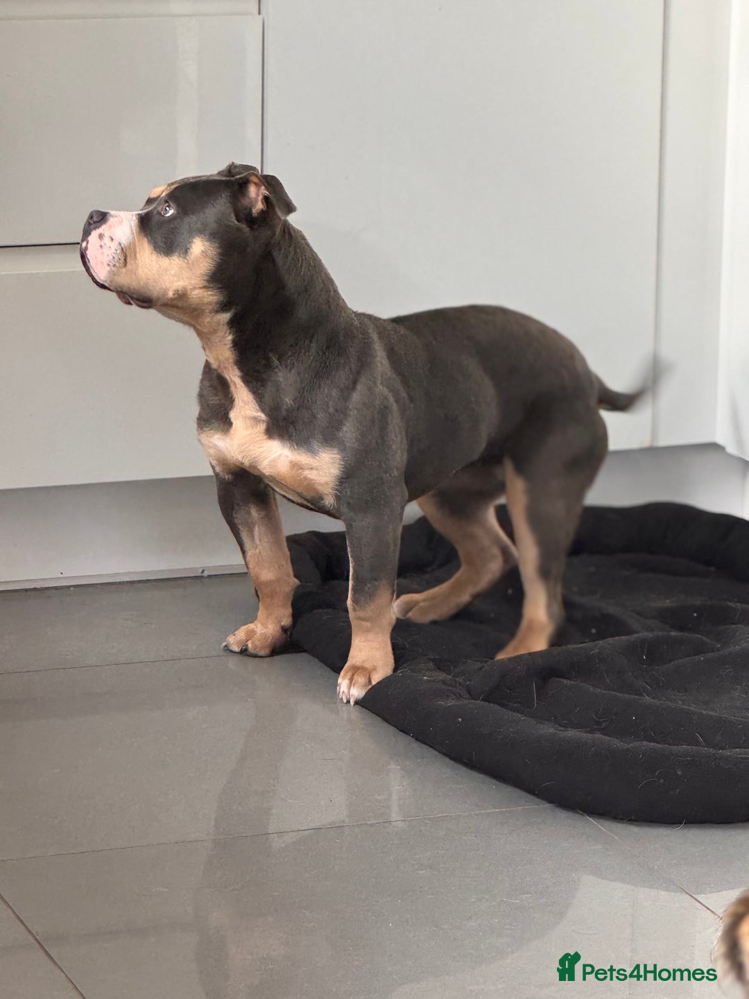 American Bully dogs for sale: Pocket Bully - 8months old - Image 2