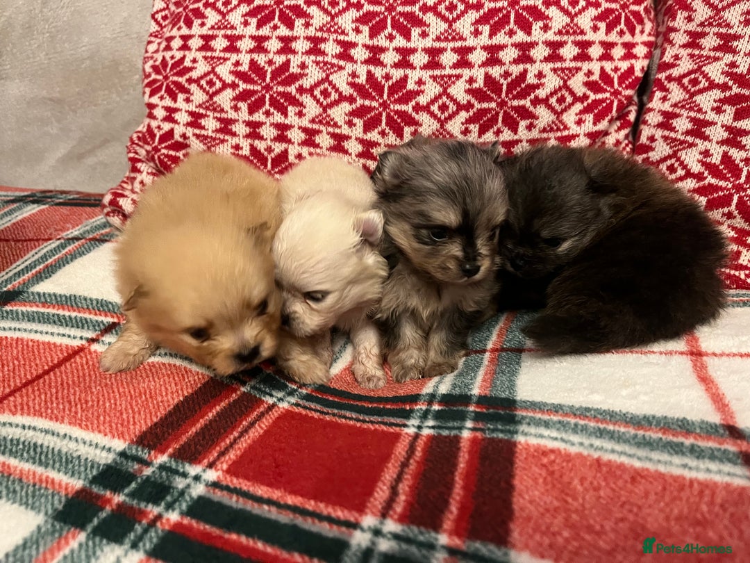 Pomeranian dogs for sale: Stunning Pomeranian puppys - Advert 17