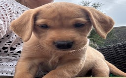 Labrador Retriever dogs for sale: Beautiful KC Registered Fox Red Labrador Puppies - Image 4