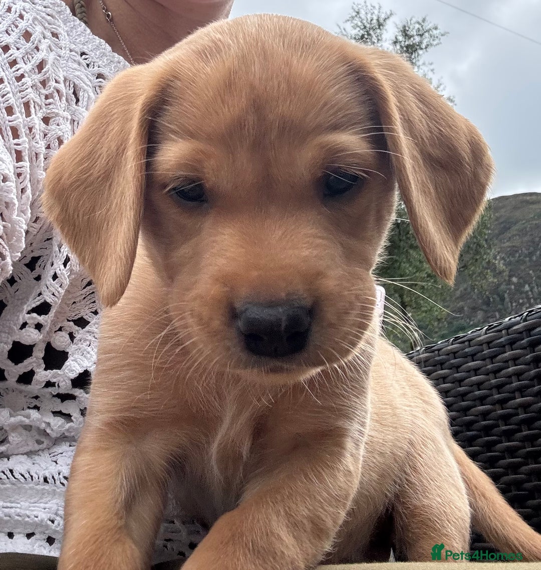 Labrador Retriever dogs for sale: Beautiful KC Registered Fox Red Labrador Puppies - Image 4